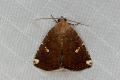 Amyna apicipuncta