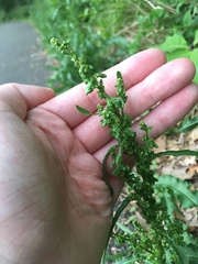 Rumex longifolius