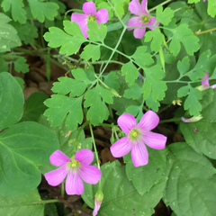 Oxalis debilis