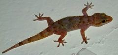 Hemidactylus yerburii