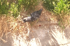 Columba livia domestica