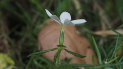 Leptosiphon floribundus glaber