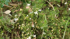 Leptosiphon floribundus glaber
