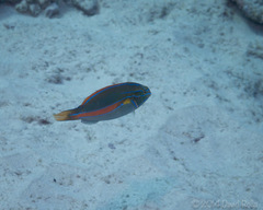 Stethojulis balteata
