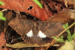 Ischyja neocherina