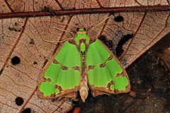 Agathia pisina