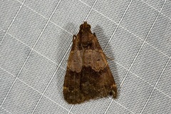 Hydrillodes dimissalis