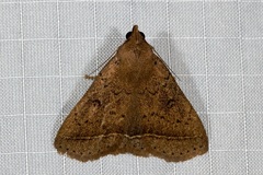 Nodaria aneliopis