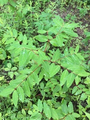 Apocynum × floribundum