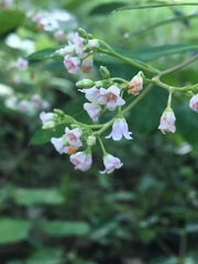 Apocynum × floribundum