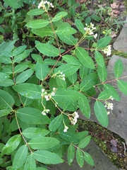 Apocynum × floribundum