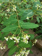 Apocynum × floribundum