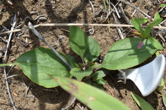 Helianthus occidentalis