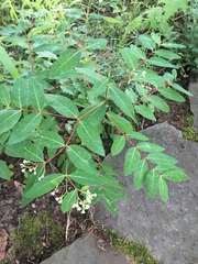 Apocynum × floribundum