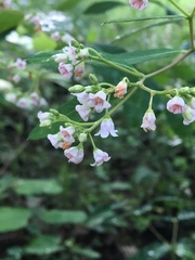 Apocynum × floribundum