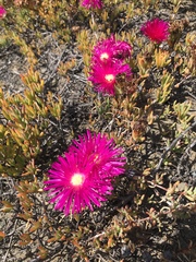 Lampranthus spectabilis