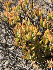 Lampranthus spectabilis