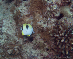 Chaetodon unimaculatus