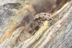 Euparius