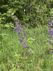Salvia pratensis