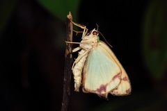 Agathia pisina