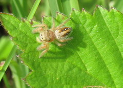 Phidippus pius