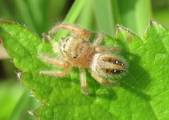 Phidippus pius