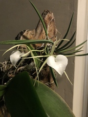 Brassavola