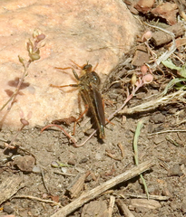 Stenopogon