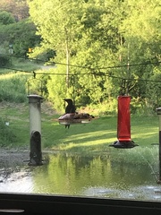 Melanerpes carolinus