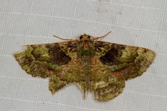 Aeolochroma turneri