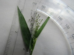 Dichanthelium villosissimum