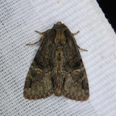 Phosphila turbulenta