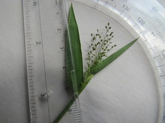 Dichanthelium villosissimum
