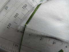 Dichanthelium villosissimum