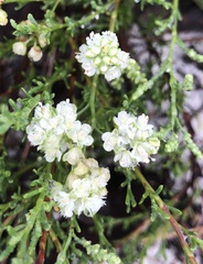 Polygonum dentoceras