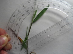 Dichanthelium villosissimum