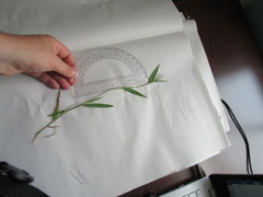 Dichanthelium villosissimum