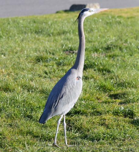 Ardea herodias
