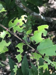 Derospidea brevicollis