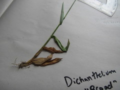 Dichanthelium sphaerocarpon