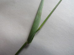 Dichanthelium sphaerocarpon