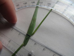 Dichanthelium sphaerocarpon