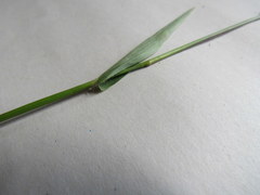 Dichanthelium sphaerocarpon