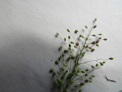 Dichanthelium sphaerocarpon