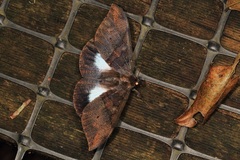 Ischyja neocherina
