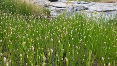 Eleocharis macrostachya