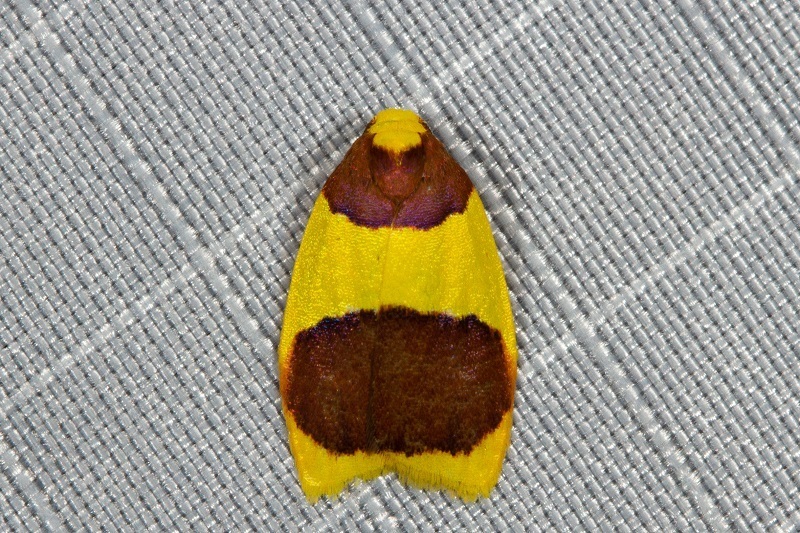 Heterallactis stenochrysa