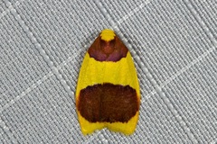 Heterallactis stenochrysa