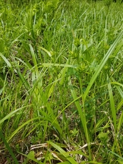 Carex folliculata